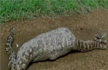 20-feet-long python swallows nilgai in Gujarat